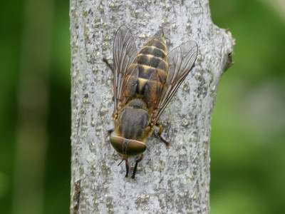 Veenknobbeldaas ♀