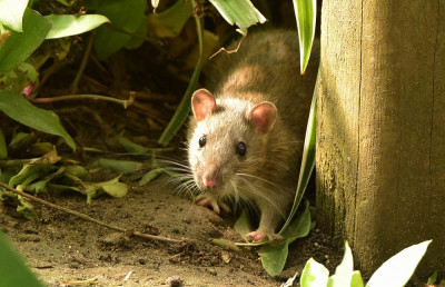 sized_Bruine rat.JPG