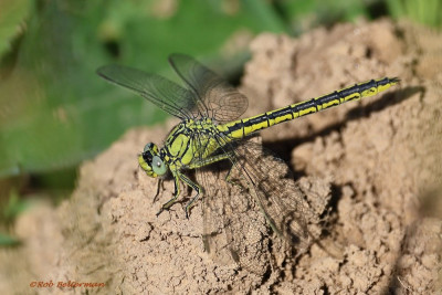 Plasrombout-0967.JPG
