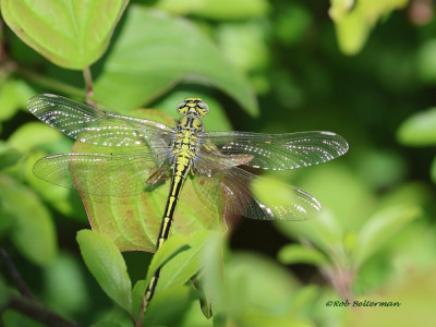 Plasrombout-0990.JPG