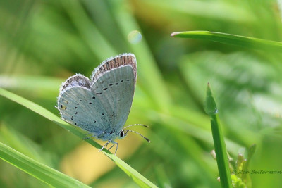 Staartblauwtje-0784.JPG