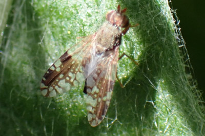 P5040112kopie.JPG
