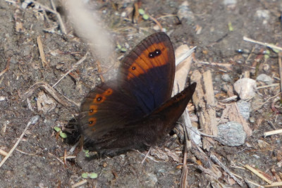 Zuidelijke erebia