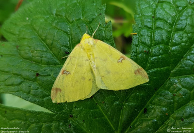 Hagedoornvlinder - Opisthograptis luteolata - Capelle a/d IJssel