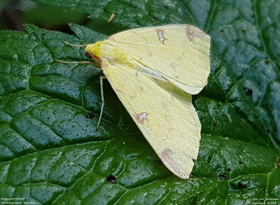 Hagedoornvlinder - Opisthograptis luteolata - Capelle a/d IJssel