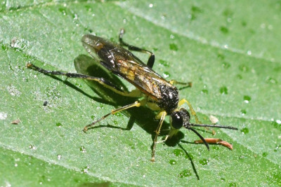 Tenthredo temula
