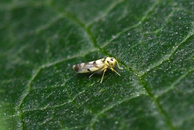 Chrysantecicade