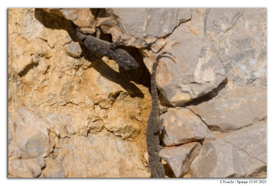 Muurgekko 250312-131 kopie.jpg