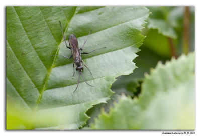 Koolzwarte Metselspinnendoder 250525-009 kopie.jpg