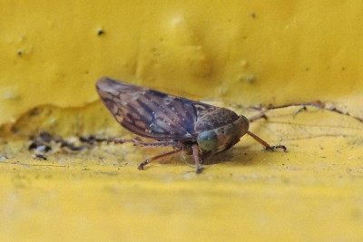 Acericerus ribauti