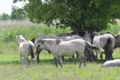 Konik
