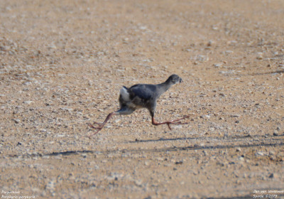 Purperkoet - Porphyrio porphyrio - Amposta - Spanje