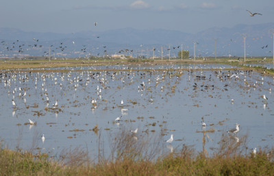 Ebro delta - Spanje