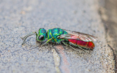 DDHM7877   Insecten ~ waarnemingen en determinatie,  Insecten.jpg