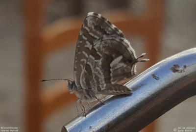 Geraniumblauwtje - Cacyreus marshalli - Peñíscola - Spanje