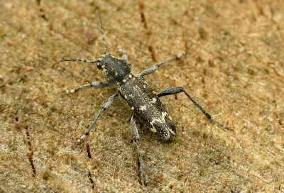 sized_Xylotrechus rusticus.JPG