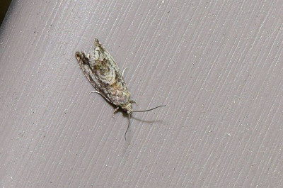 sized_beukenspiegelmotsized_beukenspiegelmot.JPG