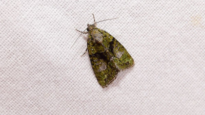 sized_donkergroene korstmosuil.JPG