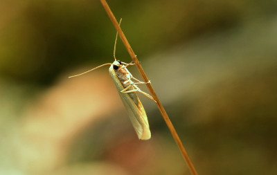 sized_Vaal lokerbeertje.JPG