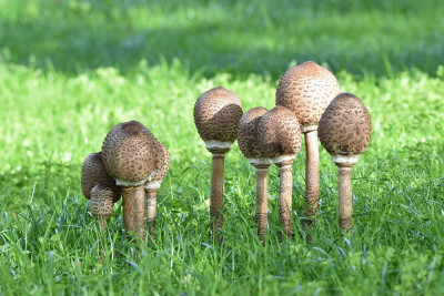 sized_grote parasolzwam.JPG
