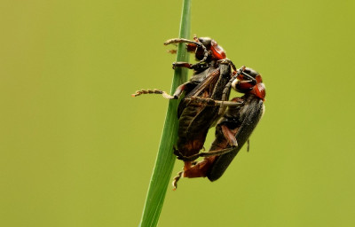 sized_zwartpootsoldaatje.JPG