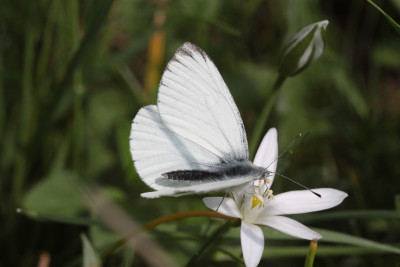 mannetje