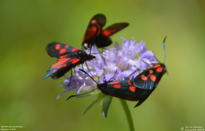 Vijfvlek-sint-jansvlinder - Zygaena trifolii - Wallis - Zwitserland