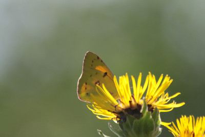 Maasduinen, 2013