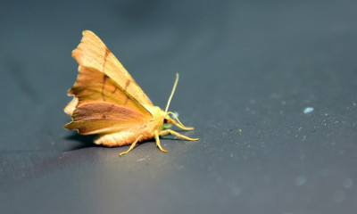 sized_DSC_0974.JPG