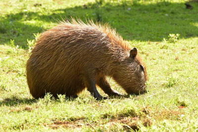 sized_Capibara.JPG