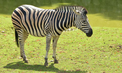 sized_Gewone zebra.JPG