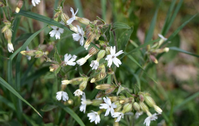 sized_avondkoekoeksbloem2.JPG