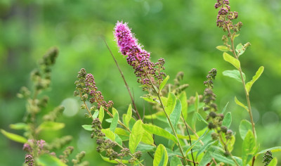 sized_bastaard spirea.JPG