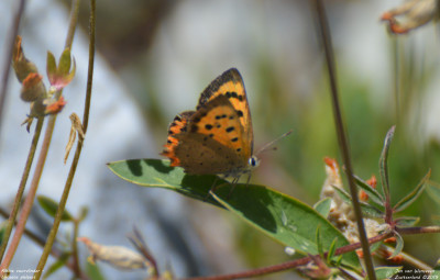 Kleine vuurvlinder - Lycaena phlaeas Wallis - Zwitserland