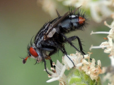 Peleteria ruficornis