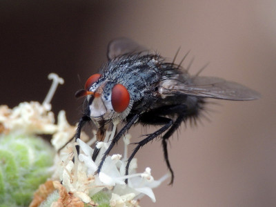 Peleteria ruficornis