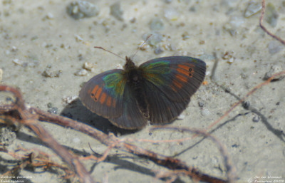 Zwitserse glanserebia - Erebia tyndarus - Wallis -Zwitserland