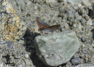 Zwitserse glanserebia - Erebia tyndarus - Wallis - Zwitserland