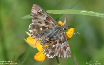 Pluimdikkopje - Carcharodus floccifera - Artiga de Lin - Spanje