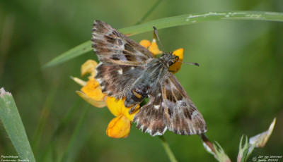 Pluimdikkopje - Carcharodus floccifera - Artiga de Lin - Spanje