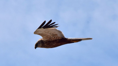 Bruine Kiekendief ♂