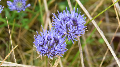 2017.07.16-(08.31)-Kaapsduin-Zandblauwtje-16x9.jpg