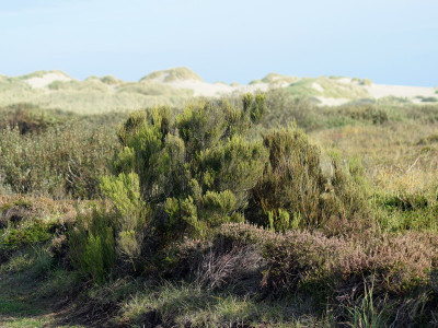 Bezemdophei