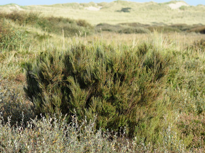 Bezemdophei