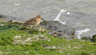 Bonte strandloper.JPG