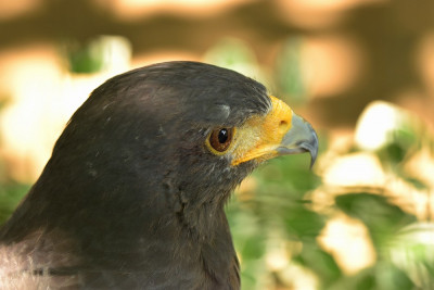 sized_woestijnbuizerd (2).JPG