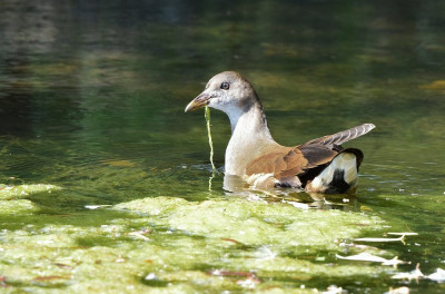 sized_Waterhoen juveniel Dilsen oude maasarm 15.07.2018.JPG