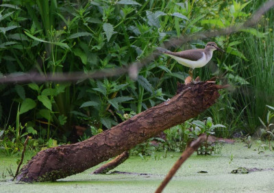 sized_Oeverloper Griesbroek 14.08.2018.JPG