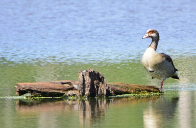 sized_Nijlgans Griesbroek 12.08.2018.JPG