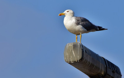 sized_Kleine mantelmeeuw kanaal beverlo 23.07.2018.JPG